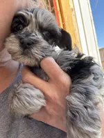 Silver and Black Merle, a male Miniature Schnauzer for sale in Clovis, NM – Photo 3 of 4