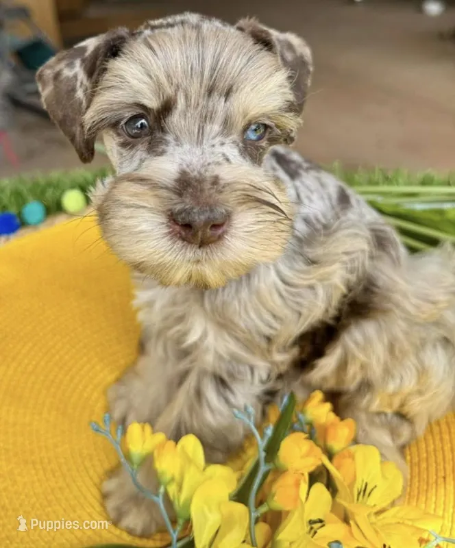 Chocolate/Tan Merle – Miniature Schnauzer puppy for sale in Clovis, NM
