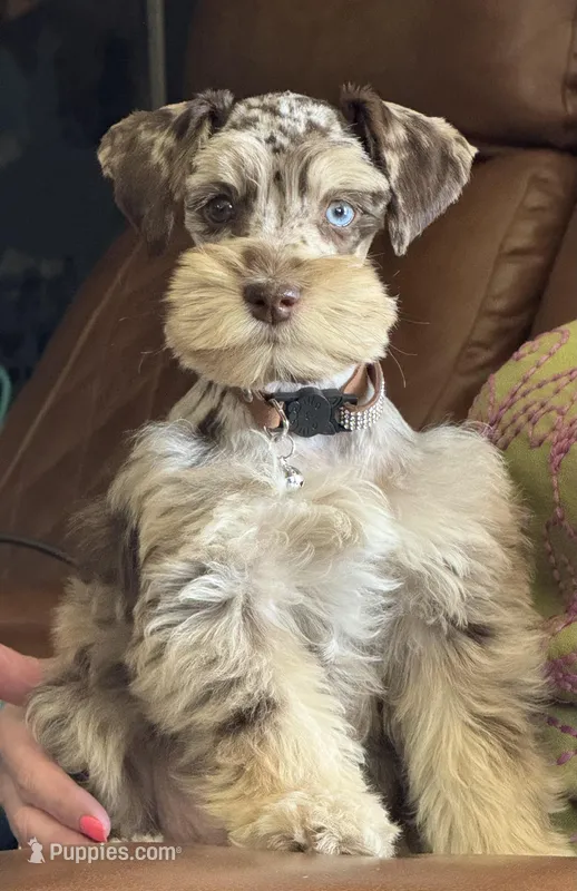 Chocolate/Tan Merle – Miniature Schnauzer puppy for sale in Clovis, NM