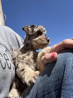 Chocolate/Tan Merle, a male Miniature Schnauzer for sale in Clovis, NM – Photo 5 of 5