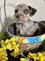 Chocolate/Tan Merle, a male Miniature Schnauzer for sale in Clovis, NM – Photo 3 of 5