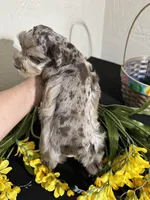 Chocolate/Tan Merle, a male Miniature Schnauzer for sale in Clovis, NM – Photo 4 of 5