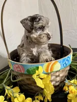 Chocolate/Tan Merle, a male Miniature Schnauzer for sale in Clovis, NM – Photo 2 of 5