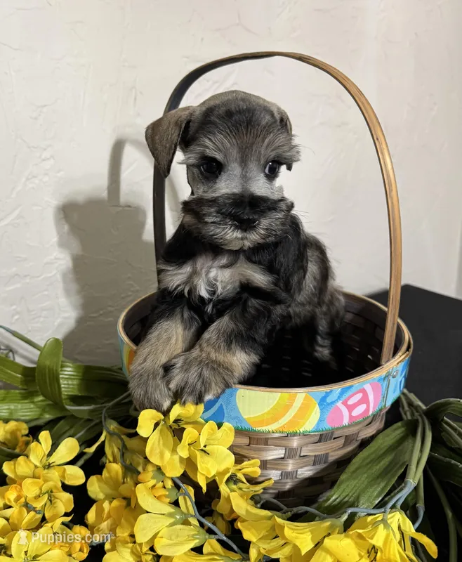 Dark Salt/pepper Male – Miniature Schnauzer puppy for sale in Clovis, NM