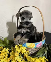 Dark Salt/pepper Male, a male Miniature Schnauzer for sale in Clovis, NM – Photo 1 of 5