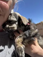Dark Salt/pepper Male, a male Miniature Schnauzer for sale in Clovis, NM – Photo 3 of 5