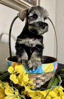 Dark Salt/pepper Male, a male Miniature Schnauzer for sale in Clovis, NM – Photo 5 of 5