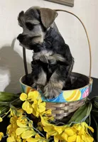 Dark Salt/pepper Male, a male Miniature Schnauzer for sale in Clovis, NM – Photo 4 of 5