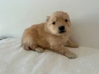 Lettie, a female Pomeranian for sale in Downing, MO – Photo 4 of 8