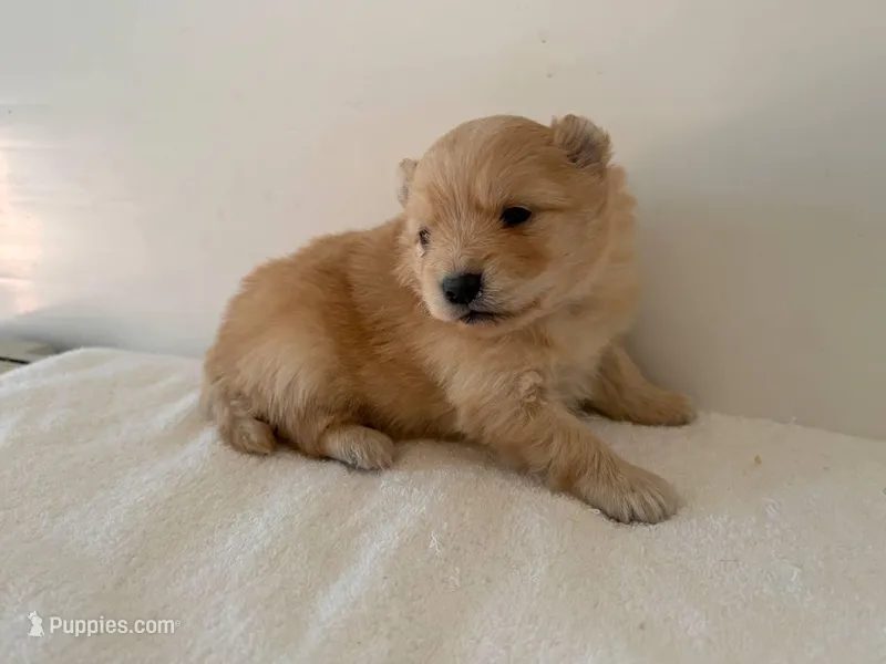Lettie, a female Pomeranian for sale in Downing, MO – Photo 1 of 8