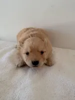 Lettie, a female Pomeranian for sale in Downing, MO – Photo 5 of 8