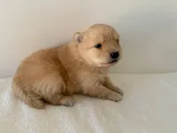 Lettie, a female Pomeranian for sale in Downing, MO – Photo 2 of 8