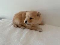 Lettie, a female Pomeranian for sale in Downing, MO – Photo 3 of 8