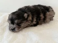 Arlo, a male Pomeranian for sale in Downing, MO – Photo 5 of 8