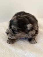 Arlo, a male Pomeranian for sale in Downing, MO – Photo 3 of 8