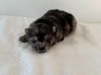 Arlo, a male Pomeranian for sale in Downing, MO – Photo 4 of 8