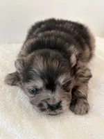 Arlo, a male Pomeranian for sale in Downing, MO – Photo 1 of 8