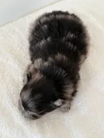 Arlo, a male Pomeranian for sale in Downing, MO – Photo 2 of 8