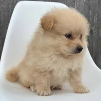 Winston, a male Pomeranian for sale in Downing, MO – 5 of 7