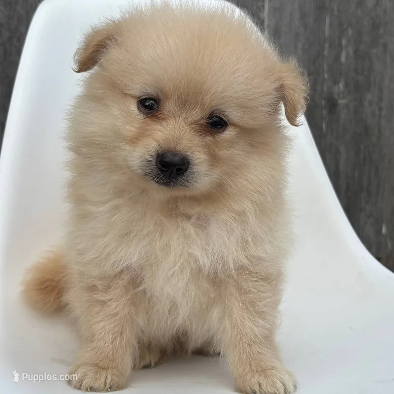 Winston – Pomeranian puppy for sale in Downing, MO