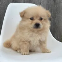 Winston, a male Pomeranian for sale in Downing, MO – 2 of 7