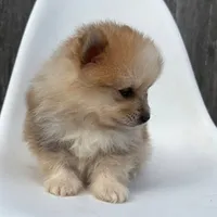 Jasper, a male Pomeranian for sale in Downing, MO – 3 of 7