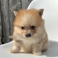 Jasper, a male Pomeranian for sale in Downing, MO – 7 of 7