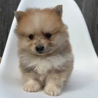 Jasper, a male Pomeranian for sale in Downing, MO – 4 of 7