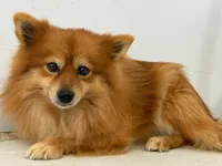 Cassie, a female Pomeranian for sale in Downing, MO – Photo 7 of 8