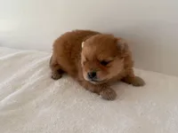 Cassie, a female Pomeranian for sale in Downing, MO – Photo 6 of 8