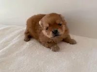 Cassie, a female Pomeranian for sale in Downing, MO – Photo 1 of 8