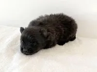 Tina, a female Pomeranian for sale in Downing, MO – Photo 4 of 8