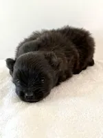 Tina, a female Pomeranian for sale in Downing, MO – Photo 6 of 8