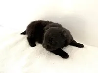 Tina, a female Pomeranian for sale in Downing, MO – Photo 3 of 8