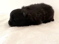 Tina, a female Pomeranian for sale in Downing, MO – Photo 2 of 8