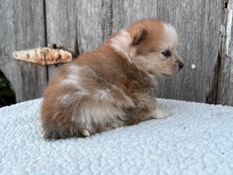 Jasper – Pomeranian puppy for sale in Downing, MO
