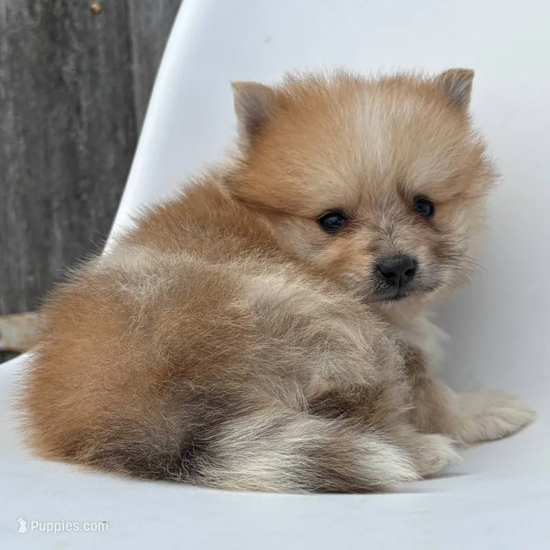 Jasper – Pomeranian puppy for sale in Downing, MO
