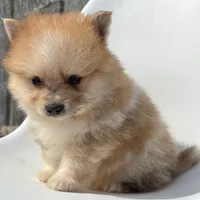 Jasper, a male Pomeranian for sale in Downing, MO – 6 of 7
