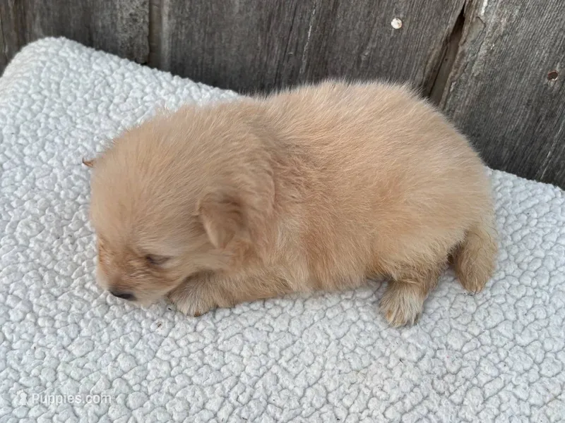 Winston – Pomeranian puppy for sale in Downing, MO
