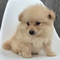 Winston, a male Pomeranian for sale in Downing, MO – 7 of 7