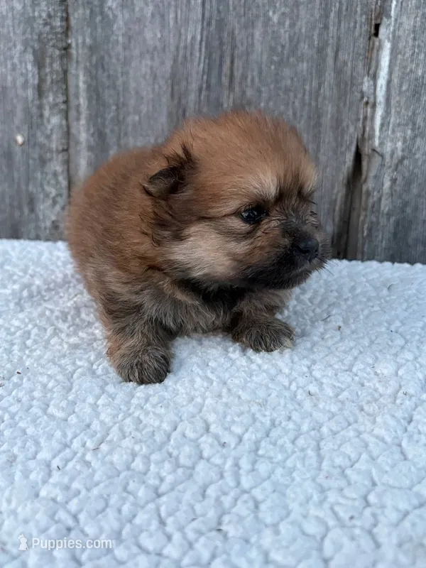 Victoria – Pomeranian puppy for sale in Downing, MO