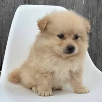 Winston, a male Pomeranian for sale in Downing, MO – 4 of 7