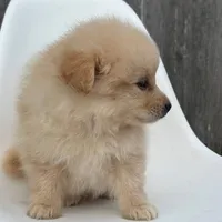 Winston, a male Pomeranian for sale in Downing, MO – 6 of 7