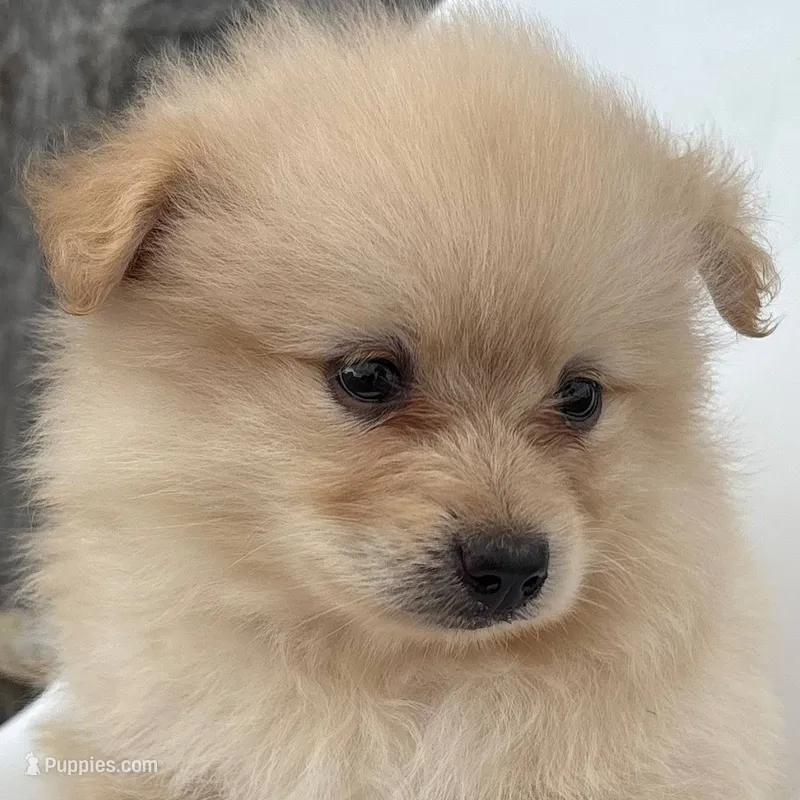 Winston – Pomeranian puppy for sale in Downing, MO