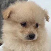 Winston, a male Pomeranian for sale in Downing, MO – 3 of 7