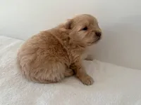 Maxine, a female Pomeranian for sale in Downing, MO – Photo 3 of 8