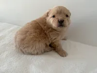 Maxine, a female Pomeranian for sale in Downing, MO – Photo 5 of 8