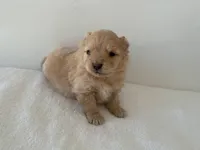 Maxine, a female Pomeranian for sale in Downing, MO – Photo 6 of 8