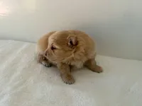 Maxine, a female Pomeranian for sale in Downing, MO – Photo 2 of 8