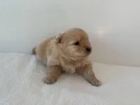 Maxine, a female Pomeranian for sale in Downing, MO – Photo 4 of 8